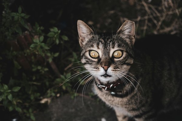 Können Herzrhythmusstörungen durch regelmäßige Meditation verbessert werden?